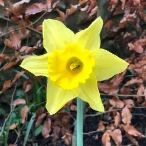 Carlton Daffodil (Narcissus Carlton) Img 3
